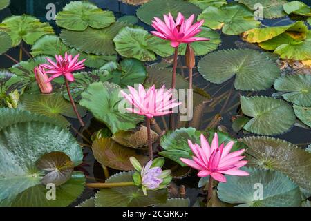 Un étang de lotus avec des fleurs de lotus roses devant Musée ArtSciene à Marina Bay à Singapour Banque D'Images