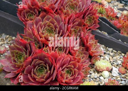 Sempervivum tectorum 'Ornatum' Rosettes cultivées dans la Maison alpine à RHS Garden Harlow Carr, Harrogate, Yorkshire, Angleterre, Royaume-Uni. Banque D'Images