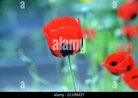 Grande fleur rouge avec des taches noires Papaver commutatum 'Ladybird Poppy' cultivé dans une frontière à RHS Garden Harlow Carr, Harrogate, Yorkshire, Angleterre, Royaume-Uni. Banque D'Images