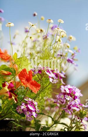 Un magnifique jet de fleurs d'été colorées contre un naturel fond bleu ciel Banque D'Images