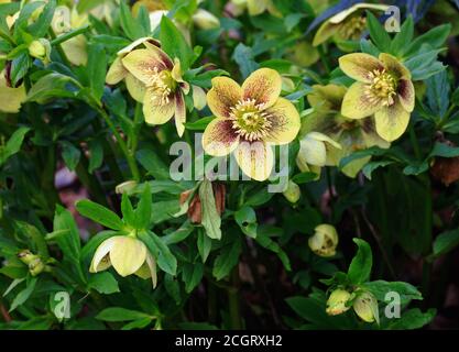Un lit de fleurs Helleborous jaunes Banque D'Images