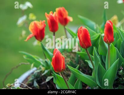 Bol de tulipes ailées rouge vif et orange contre un fond vert naturel Banque D'Images