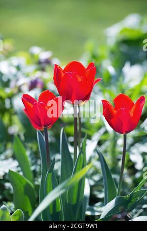 Bouquet de trois tulipes rouge vif sur fond d'herbe verte naturelle. Banque D'Images