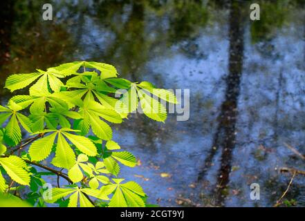 Vibrant Green Horse Chestnut laisse sur un fond de lac calme le matin du printemps Banque D'Images