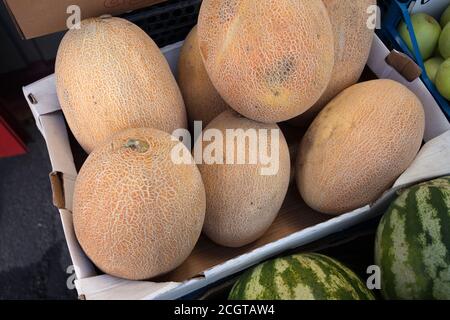 Melons frais mûrs à vendre sur le marché des légumes en plein air. Photo de haute qualité Banque D'Images