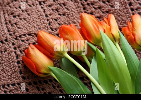 Bouquet de tulipes, qui repose sur un châle tricoté marron pour femmes. Banque D'Images