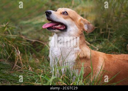 le corgi gallois blanc rougeâtre se dresse dans l'herbe verte et regarde vers le haut. Chien coincé hors de sa langue Banque D'Images