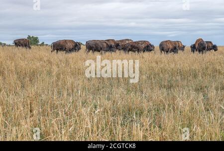Bison (Buffalo) dans les Prairies de l'Alberta Banque D'Images