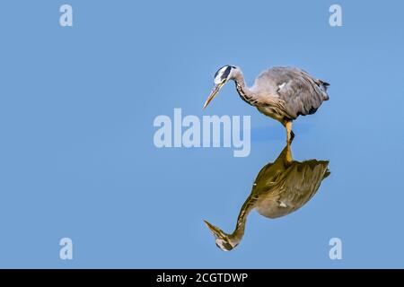 Héron gris (Ardea cinerea) pêche dans les eaux peu profondes de l'étang / lac Banque D'Images