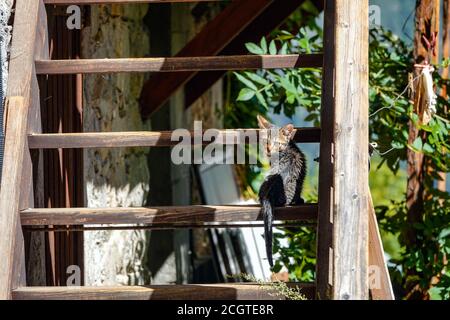 Féeral brun nerveux, chaton dans les escaliers en bois Puy-Saint-Vincent, station de ski, en été, Parc National de la Vanoise, Ecrins, France Banque D'Images