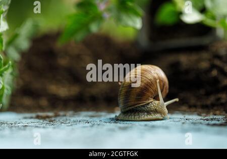 Escargot dans le jardin sur un bois peint bleu clair plaque Banque D'Images