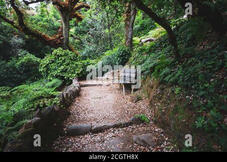 vieux escalier en pierre entouré de végétation dans une forêt avec un siège en bois. Des fleurs magiques Banque D'Images