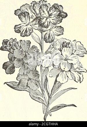 . Calendrier 1902 du jardin de Dreer . Un seul AVallflower. XERANTHEMUM. PAR PKT. Vinca. Zinnia Dwarf Double, (permanent.) 4430 doubles renals à fleurs libres. Si les fleurs sont coupées à l'état de bourgeon, elles peuvent être séchées et utilisées pour les bouquets d'hiver; couleurs mélangées 5 ZINNIAS. (Jeunesse et vieillesse.)la Double Zinnia est l'une des plus brillantes et la douche des annuelles, et a longtemps été un favori général.la graine peut être semée tôt dans le lit chaud et transplanté, ou semée plus tard dans le terrain ouvert.4445 Double Dwarf blanc... 5 4443 Orange 5 4444 Scarlet 5 4446 Salmon Rose 5 4441 Canary 5 4442 Jacqueminot. Banque D'Images