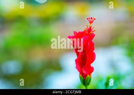 Hibiscus flower (homonymie), Hibiscus syriacus, et Hibiscus rosa-sinensis, fleur sur fond de nature vert flou, Abstract flower blurry ba Banque D'Images