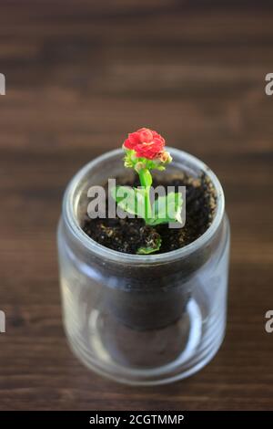 Petite usine de kalianchoe dans un pot transparent. Fleur de Kalanchoe rouge. Banque D'Images