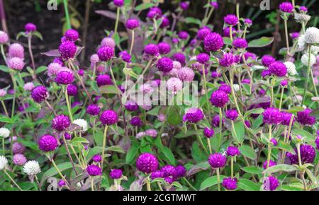 Fleurs pourpres et roses Globe amaranth ou Gomphrena globosa. Banque D'Images