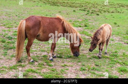 Cheval miniature au monastère de Brenham, Texas, où les Nuns à cloître pauvres Clare élèvent des chevaux miniatures pour se soutenir. (Monastère maintenant fermé). Banque D'Images