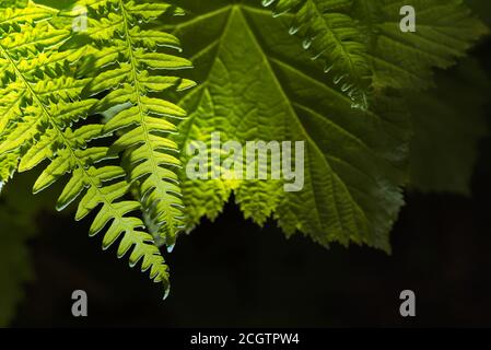 Gros plan sur les feuilles de fougères et de framboises illuminées par le soleil sur fond noir. Banque D'Images