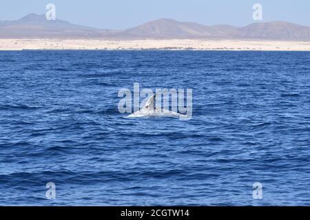 Le dauphin de Risso (Grampus griseus) près de Fuerteventura, îles Canaries, mars 2020 Banque D'Images