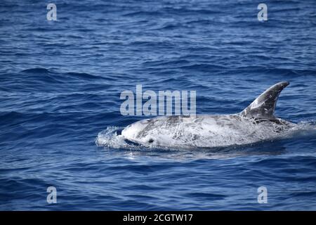 Le dauphin de Risso (Grampus griseus), surfaçage à Fuerteventura, dans les îles Canaries, mars 2020 Banque D'Images
