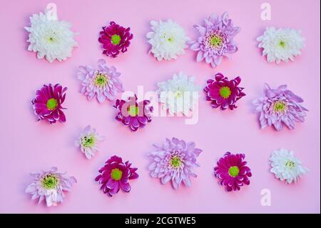 fleurs de chrysanthème rose, violet et blanc sur fond rose Banque D'Images