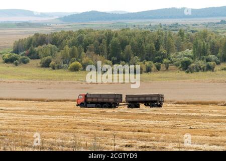 Un camion équipé d'une remorque chargée de grains se déplace sur un champ agricole pendant la récolte, sur fond de buissons verts. Banque D'Images