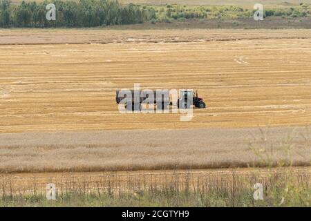 Un tracteur équipé d'une remorque traverse un champ de céréales pendant la récolte à l'automne. Banque D'Images