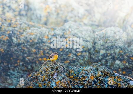 Queue de cheval jaune sur roche de mer Banque D'Images