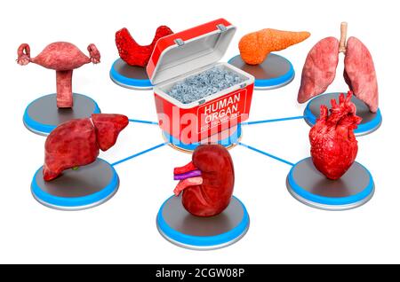 Organes de transplantation concept, rendu 3D isolé sur fond blanc Banque D'Images