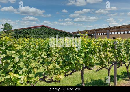 Cave de vinification avec différentes variétés de raisin en Ukraine. Banque D'Images