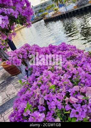 L'hibiscus violet fleurit le matin près de la rivière Malacca à Malacca (Melaka), en Malaisie, en Asie du Sud-est Banque D'Images