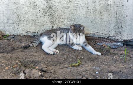 chat mongrel jouant avec un lézard sur le sol Banque D'Images