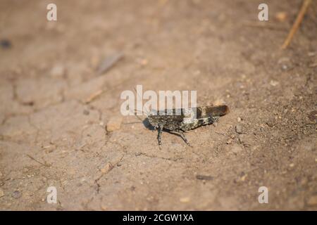 Grasshopper à ailes rouges sur un sentier Banque D'Images