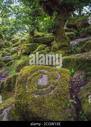 Arbres de chêne nain tordus et mouillés qui poussent parmi les rochers dans un bois de mousse Banque D'Images