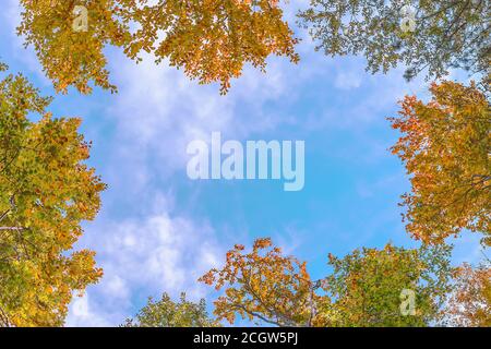 Cadre de couronnes d'arbres d'automne contre le ciel bleu, arrière-plan, espace de copie. Banque D'Images