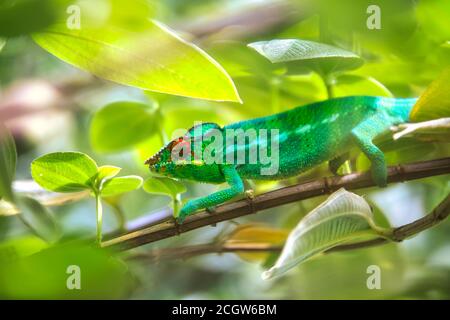 Panther caméléon (Furcifer pardalis) - île de la Réunion Banque D'Images