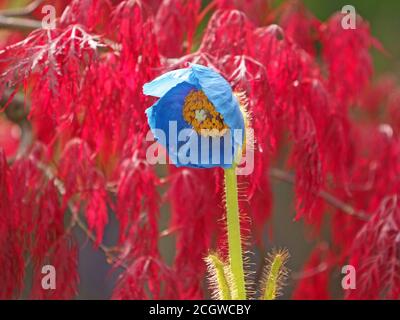 Coquelicot bleu de l'Himalaya (Meconopsis grandis) en plein soleil avec un fond d'Acer palmatum atropurpuremum dissectum à Cumbria, Angleterre, Royaume-Uni Banque D'Images