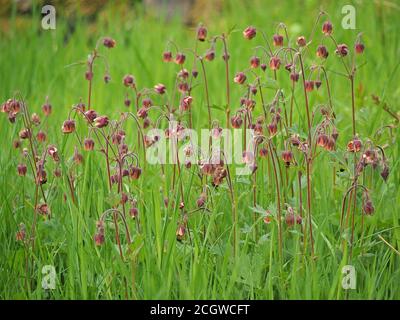 Hochement des têtes de fleurs roses et violettes des Avens aquatiques (Geum rivale) debout au-dessus de l'herbe verte claire et fraîche du bord de la route à Cumbria, Angleterre, Royaume-Uni Banque D'Images
