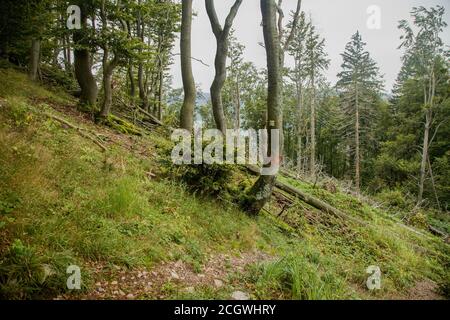 Hêtres mûrs et moucherons dans les montagnes, Slovaquie Banque D'Images
