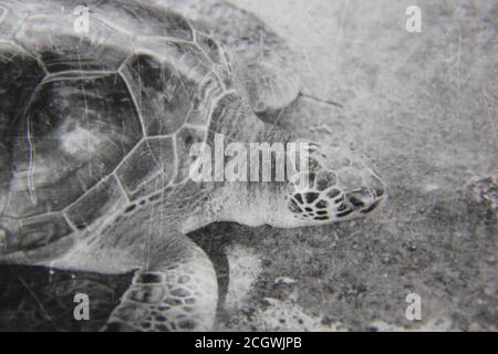 Belle photo en noir et blanc vintage des années 70 d'une énorme tortue qui marche autour. Banque D'Images