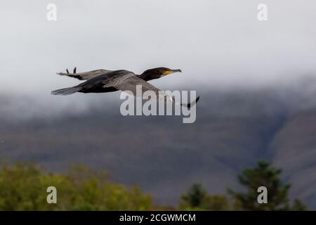 En vol de cormorans Banque D'Images