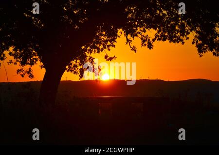 Silhouette d'un arbre avec le coucher de soleil brillant derrière le horizon Banque D'Images