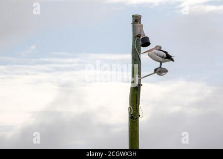 Pelican assis sur un pied de lampe Banque D'Images