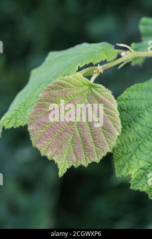 Rougissement de feuilles automnales de Hazel / Corylus avellana dans un hedgerow cornouailé. Même espèce produisant des noisettes. Arbuste hedgerow commun / arbre dans Cornwall. Banque D'Images