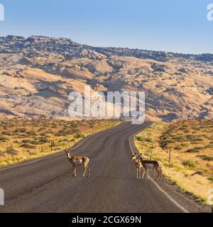 Troupeau d'Antelope de Pronghorn, Antilocapra americana, parc national de Goblin Valley, désert de San Rafael, Emery, Utah, États-Unis Banque D'Images