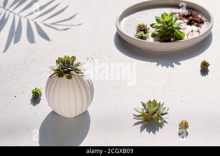 Plantation et division de plantes succulentes de Sempervivum. Petites plantes de bébé sur la table lumineuse dans les assiettes et la casserole. Banque D'Images