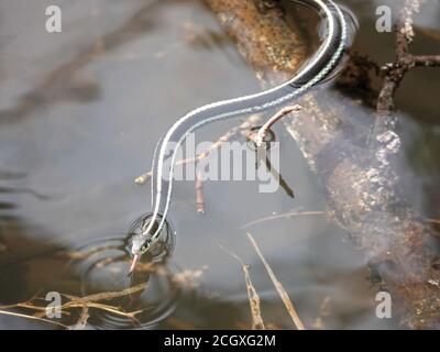 Couleuvre Ã nez mince (Thamnophis sp.) nageant dans l'État de Washington, aux États-Unis Banque D'Images