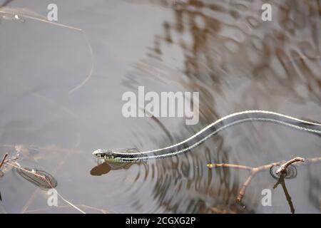 Couleuvre Ã nez mince (Thamnophis sp.) nageant dans l'État de Washington, aux États-Unis Banque D'Images