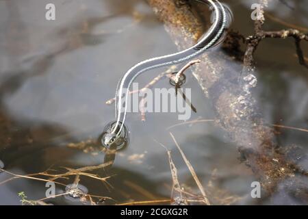 Couleuvre Ã nez mince (Thamnophis sp.) nageant dans l'État de Washington, aux États-Unis Banque D'Images