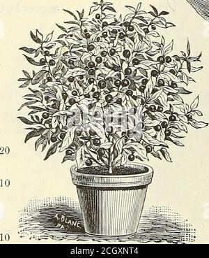 . Calendrier 1902 du jardin de Dreer . stock de chambres. Si semé tôt, il se félicitant de fleurir en juin et continue jusqu'au gel. Sa caractéristique mostvalable est qu'elle fournit des fleurs pendant Septem-ber et octobre, quand d'autres variétés ont disparu. Itjette de nombreuses branches latérales portant des grappes de fleurs verydouble senteur blanc pur, et est excellente coupe. (Voir coupe.) 4044 Impératrice Elizabeth. Ce splendide stock d'hiver grogneenviron 18 pouces de haut, et jette une tige principale très forte, ramification outin forme candelabra. Les tiges de Bothmain et de côté se sont récupérées avec de grandes fleurs de thebri en forme de doubleuse Banque D'Images